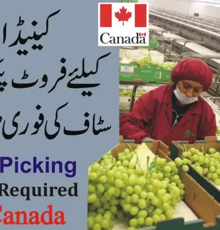 Grapes Picking Jobs in Canada with Visa Sponsorship 2023 – Apply Online