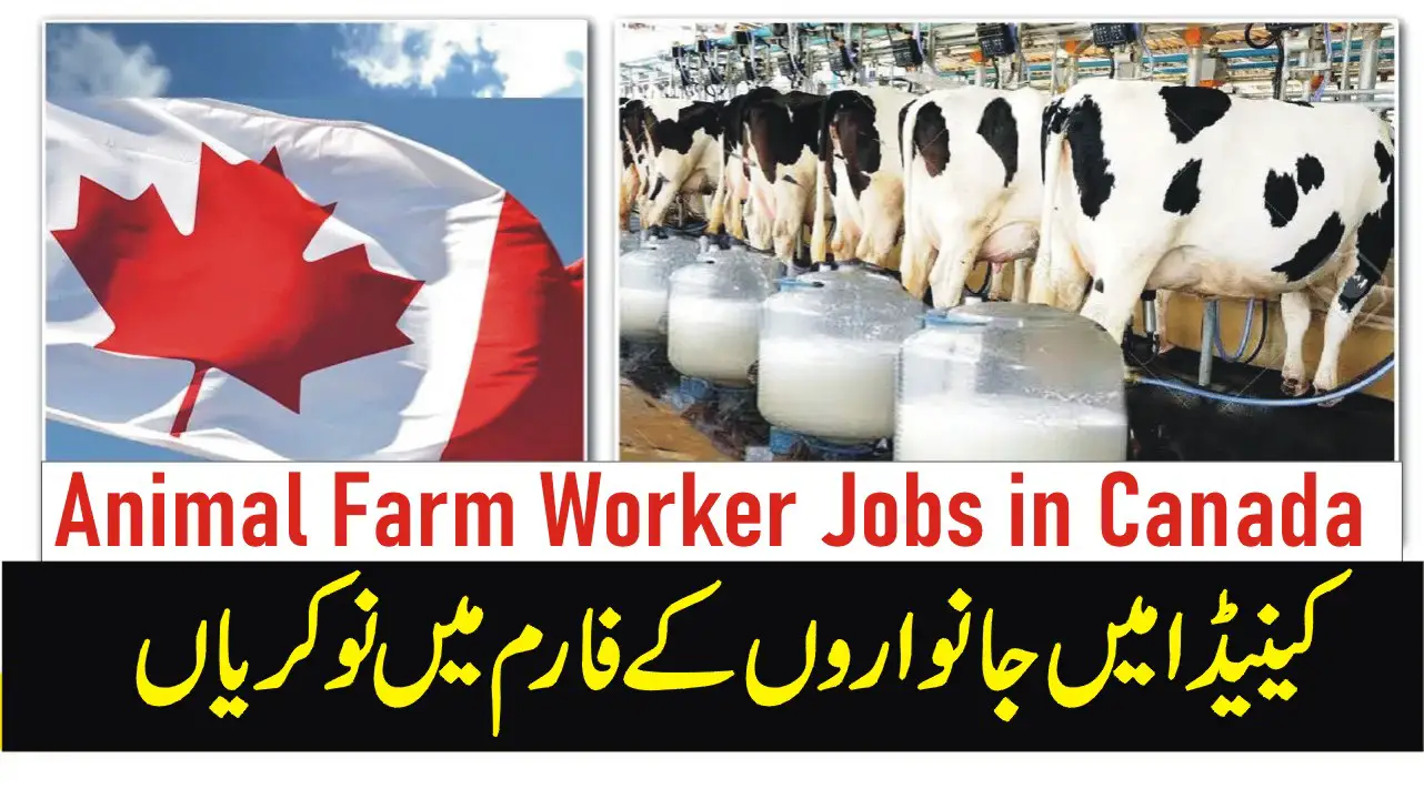 Animal Farm Worker Jobs in Canada