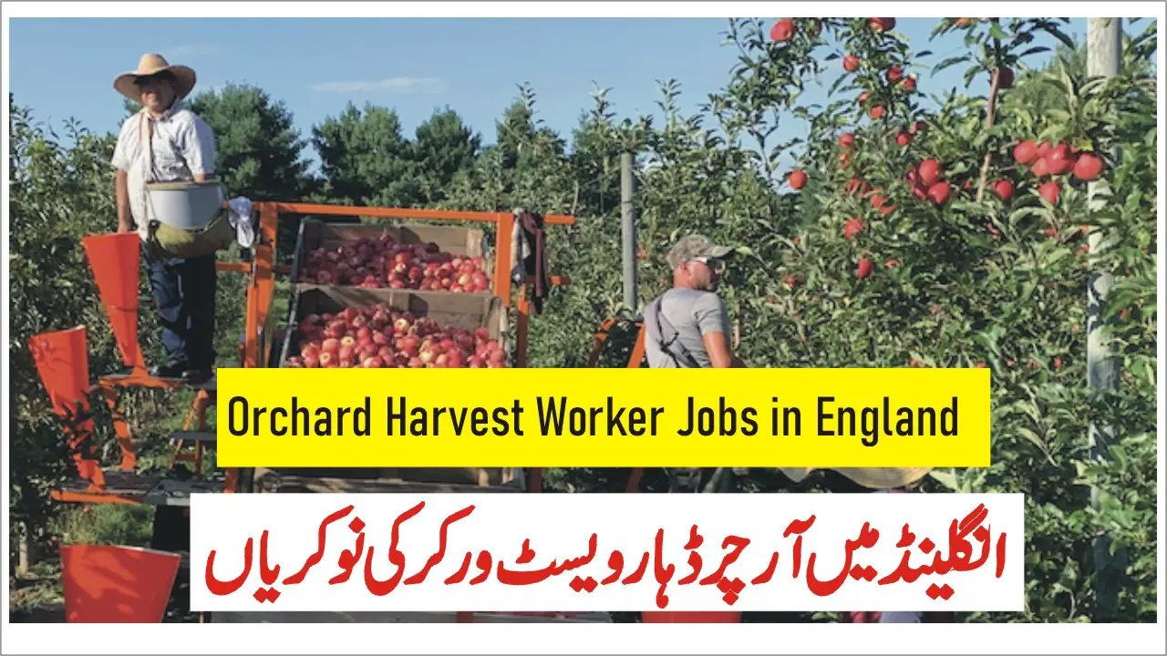 Orchard Harvest Worker Jobs in England with Visa Sponsorship (£11.42 per hour)